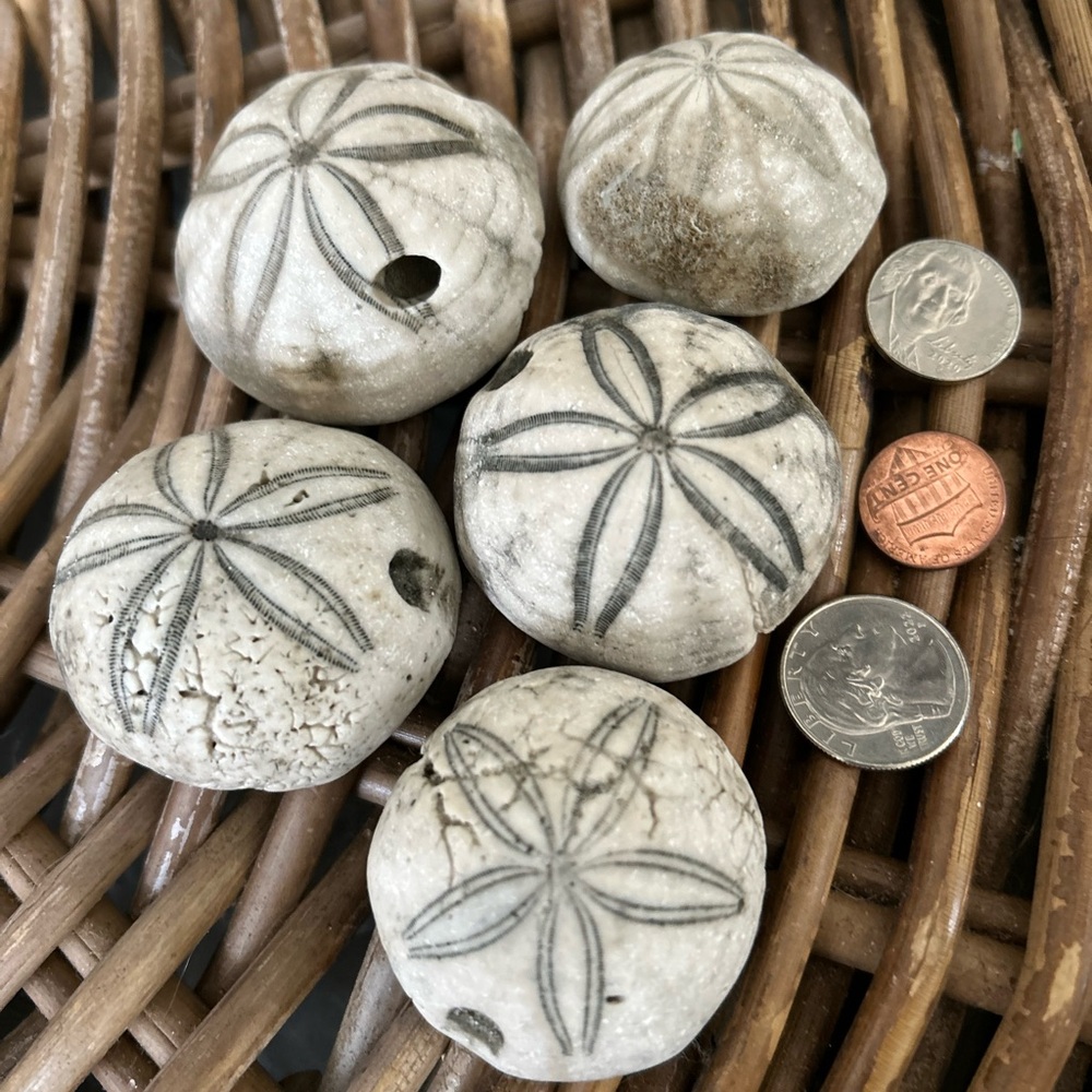 See Biscuits – prehistoric, fossilized Sea biscuits